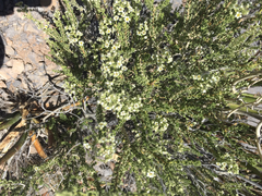 Mortonia scabrella
