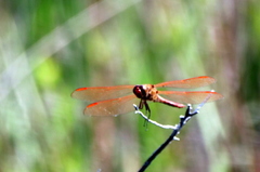 Libellula auripennis