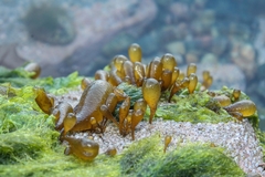 Adenocystis utricularis