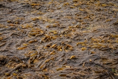 Adenocystis utricularis