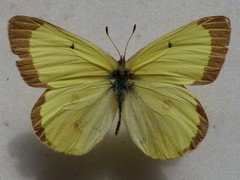 Colias gigantea