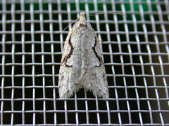 Semioscopis packardella