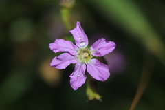 Cuphea ciliata