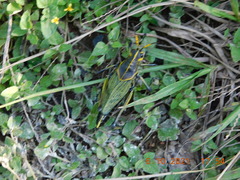 Taeniopoda tamaulipensis