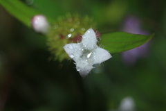 Spermacoce chartensis