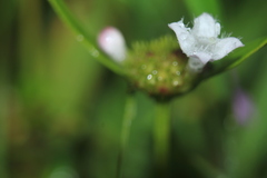 Spermacoce chartensis