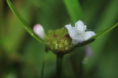 Spermacoce chartensis