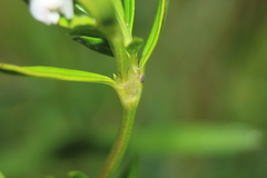 Spermacoce chartensis