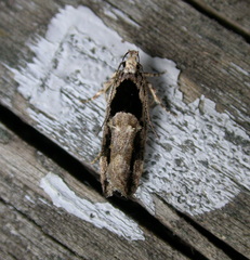Pseudochelaria walsinghami