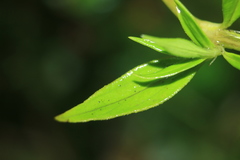 Spermacoce chartensis