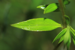 Spermacoce chartensis