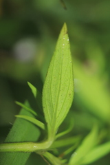 Spermacoce chartensis