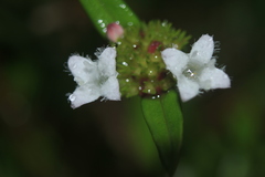 Spermacoce chartensis