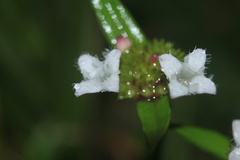 Spermacoce chartensis