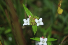 Spermacoce chartensis