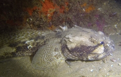 Halobatrachus didactylus