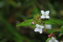 Spermacoce chartensis