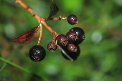 Miconia myrtillifolia