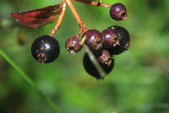 Miconia myrtillifolia