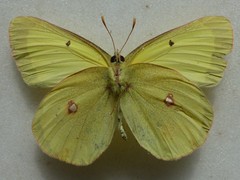 Colias gigantea