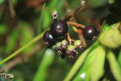 Miconia myrtillifolia