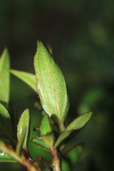 Miconia myrtillifolia