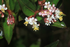 Miconia myrtillifolia