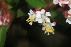 Miconia myrtillifolia