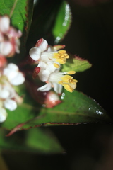 Miconia myrtillifolia