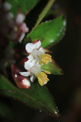 Miconia myrtillifolia