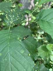 Ichneumon stramentor