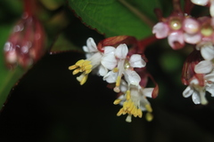 Miconia myrtillifolia