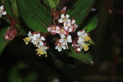 Miconia myrtillifolia