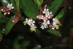Miconia myrtillifolia