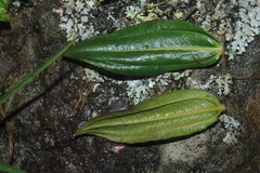 Miconia myrtillifolia