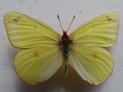 Colias gigantea