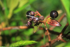 Miconia myrtillifolia