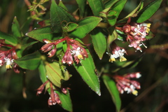 Miconia myrtillifolia