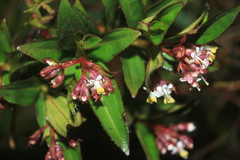 Miconia myrtillifolia
