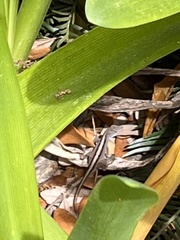 Anolis sagrei