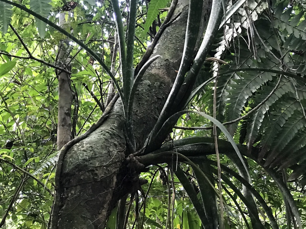 Billbergia macrolepis