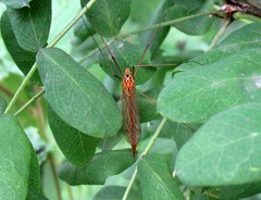 Nephrotoma submaculosa