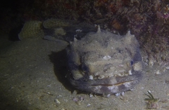 Halobatrachus didactylus