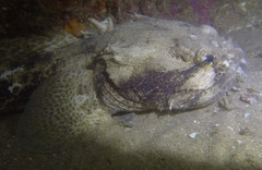 Halobatrachus didactylus