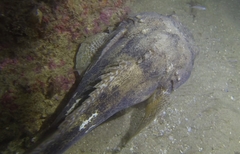 Halobatrachus didactylus