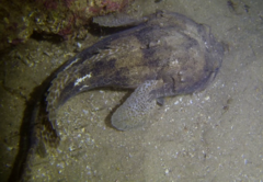 Halobatrachus didactylus