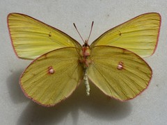 Colias gigantea