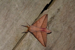 Adeloneivaia catoxantha