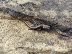Plethodon serratus