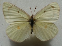 Colias gigantea